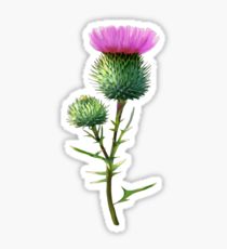 210x230 Thistle Drawing Gifts Merchandise Redbubble - Thistle Drawing