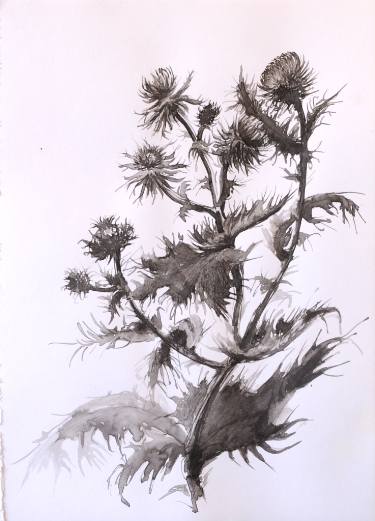 375x521 Thistle Drawing - Thistle Drawing