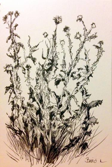375x558 Thistle Drawing - Thistle Drawing