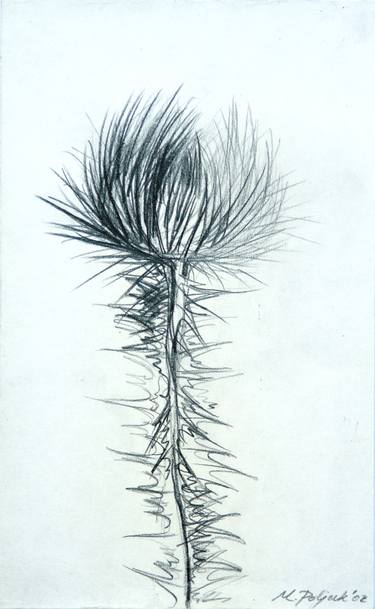375x609 Thistle Drawing - Thistle Drawing