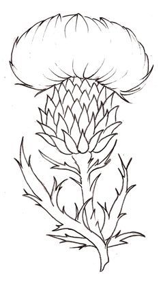 236x415 Osty Thistles, Flower Coloring Pages And Jewelry - Thistle Drawing