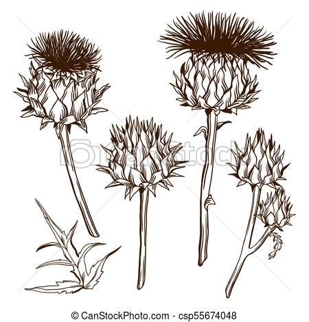 450x470 Thistle Drawings - Thistle Drawing