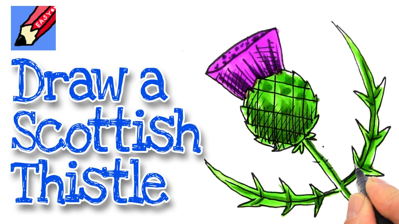 1280x720 How To Draw A Scottish Thistle Real Easy - Thistle Drawing