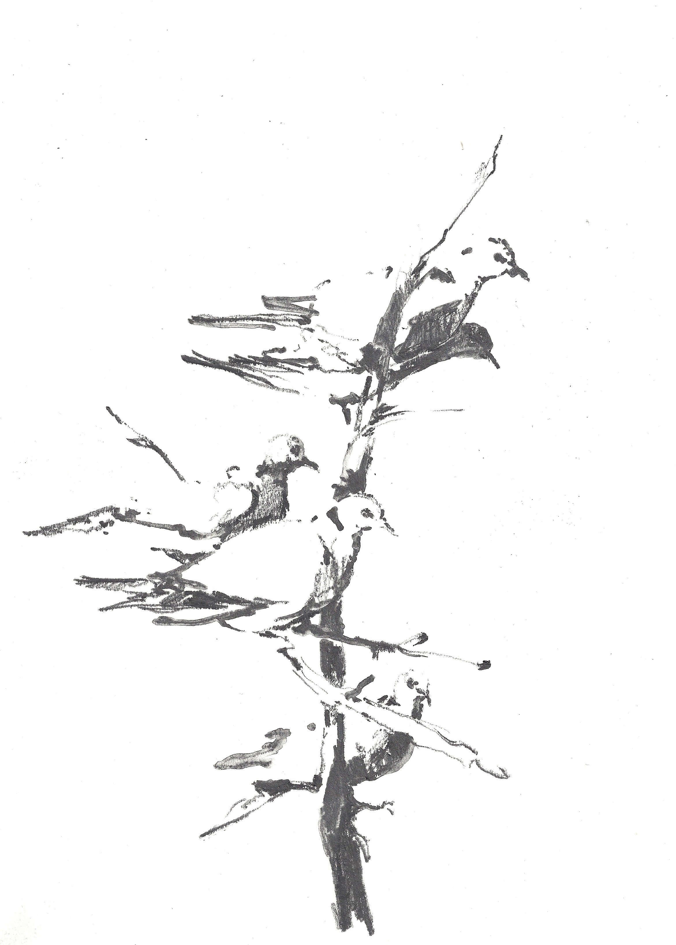 Thorn Bush Drawing at Explore collection of Thorn