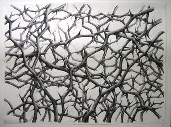 340x252 g thorn bush - Thorn Bush Drawing