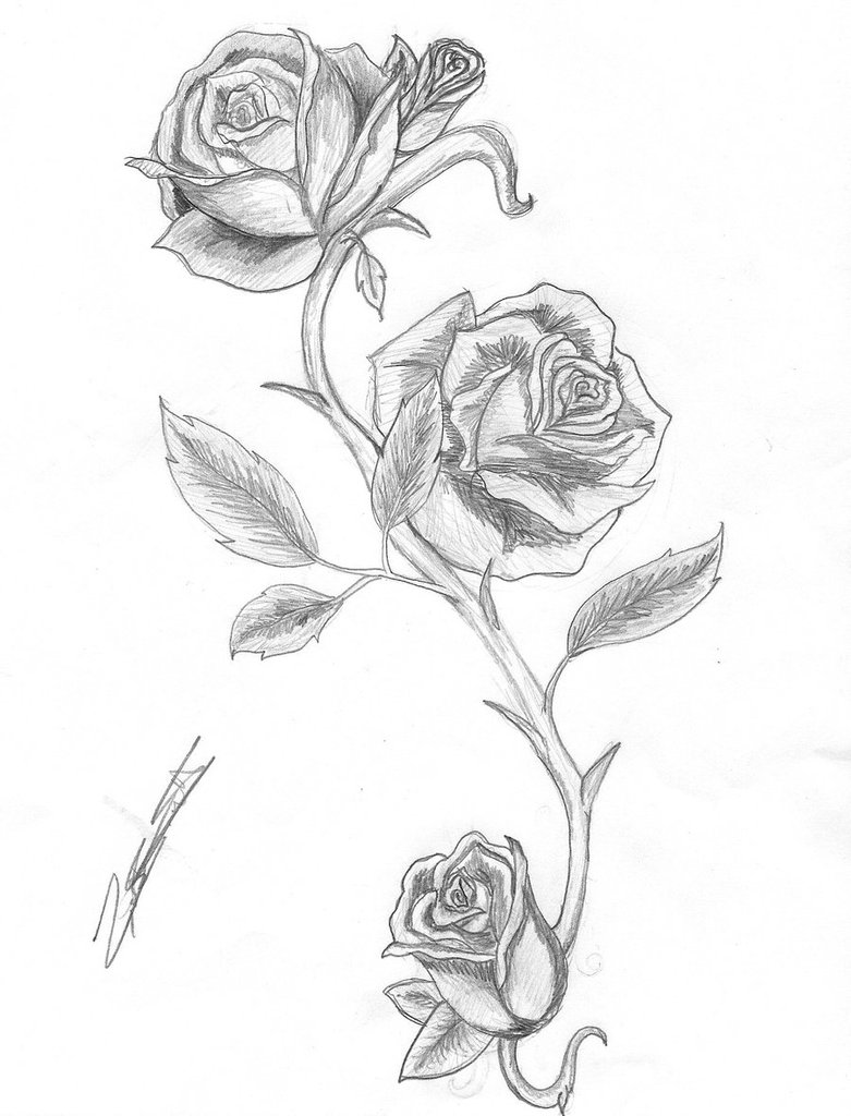 781x1024 pictures of rose bush with thorns drawing - Thorn Bush Drawing