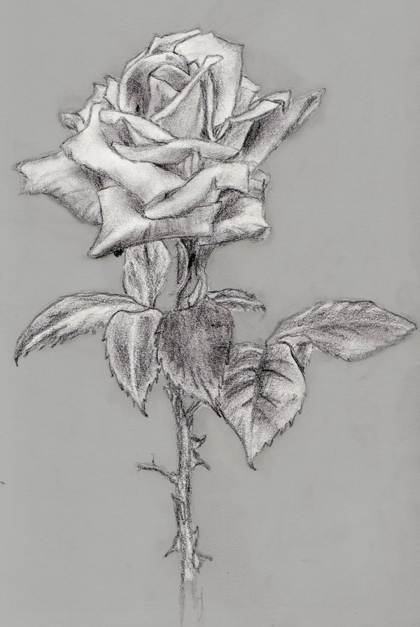 600x895 pin thorns and roses drawings thorn bush drawing - Thorn Bush Drawing