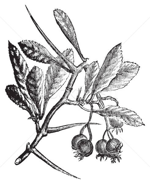 490x600 thorn bush stock vectors, illustrations and cliparts stockfresh - Thorn Bush Drawing