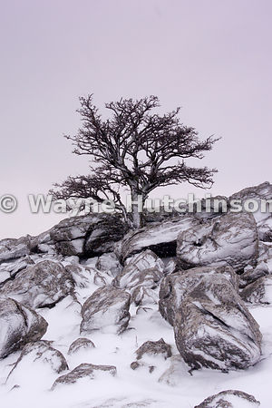 300x450 wayne hutchinson photography lonely thorn bush, in winter - Thorn Bush Drawing