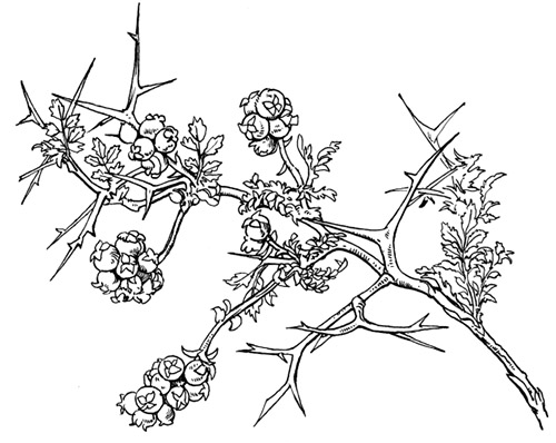 500x398 a crown of thorns and a reed ferrell's travel blog - Thorn Bush Drawing