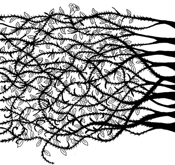 Thorn Vine Drawing