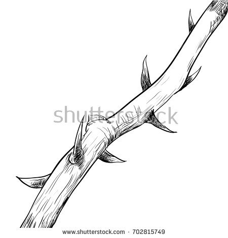 450x470 collection of free of thorns clipart drawing bamboo clipart - Thorns Drawing