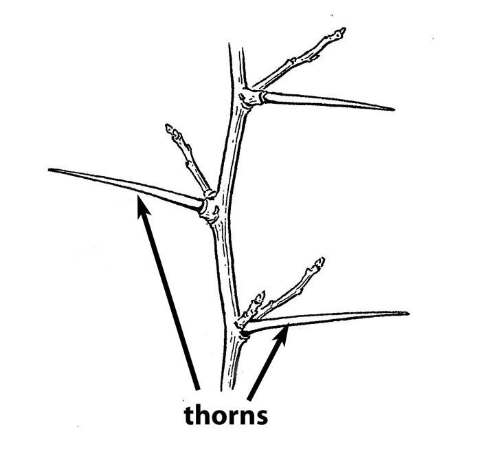 Thorns Drawing at Explore collection of Thorns Drawing