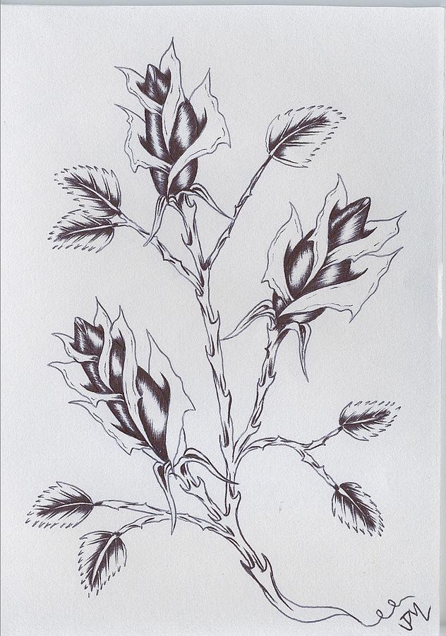 632x900 thorns and rosebuds drawing - Thorns Drawing