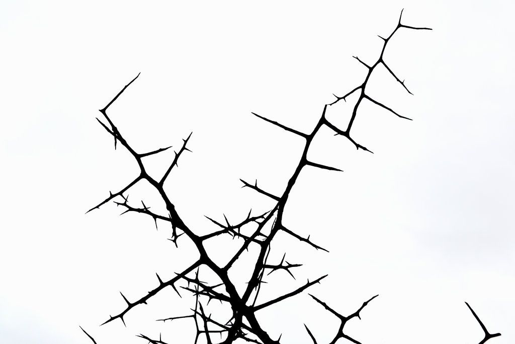 1024x683 thorns stock - Thorns Drawing