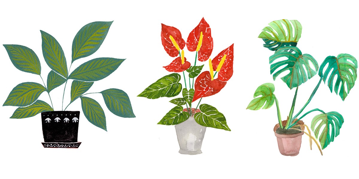 1200x600 Three Illustrators On Drawing Plants - Three Drawing