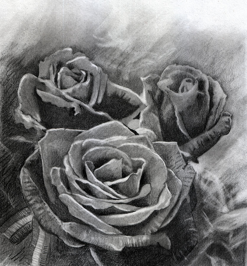 835x900 Three Roses Drawing - Three Roses Drawing