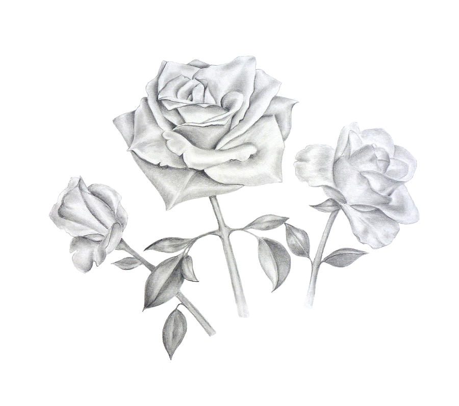 900x797 Three Roses Drawing - Three Roses Drawing