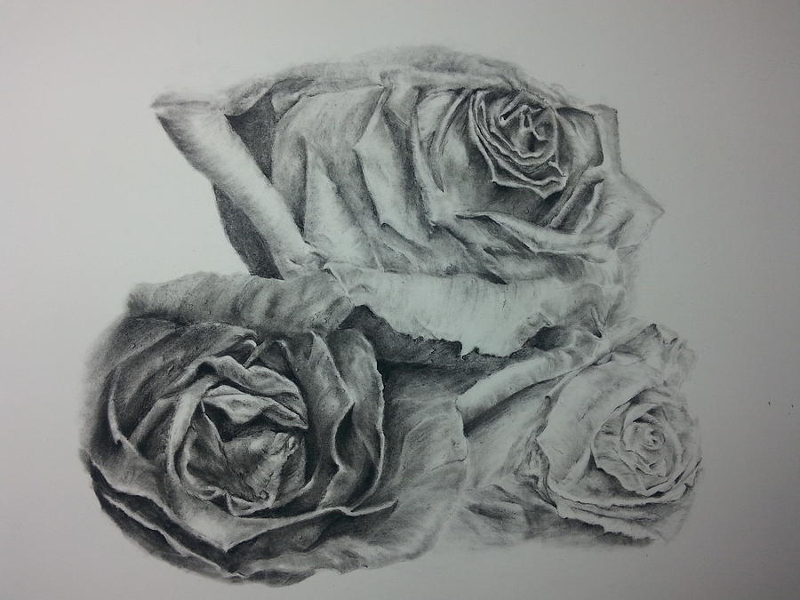 900x675 Three Roses Drawing - Three Roses Drawing