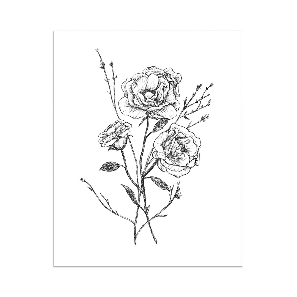 1000x1000 Three Roses Illustration Print Tori Denae - Three Roses Drawing
