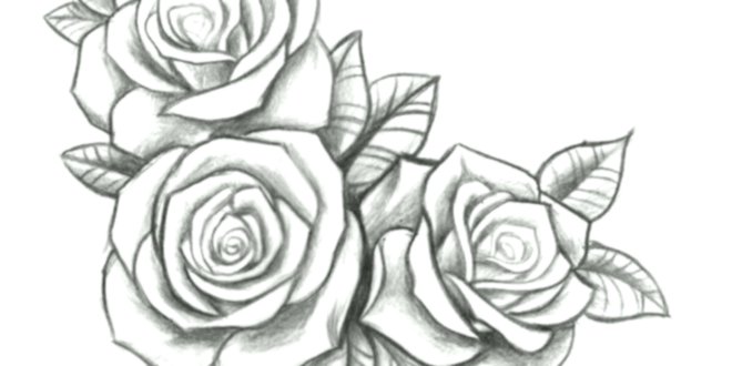 660x330 Pencil Drawing With Three Roses Open One Next To The Other - Three Roses Drawing