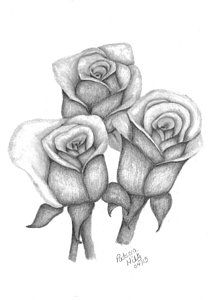 211x300 my roses drawing - Three Roses Drawing
