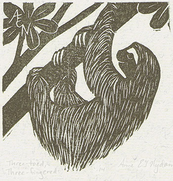 350x366 Nydamprints - Three Toed Sloth Drawing