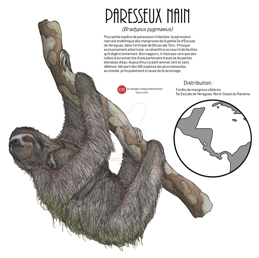 895x893 Pygmy Three Toed Sloth - Three Toed Sloth Drawing
