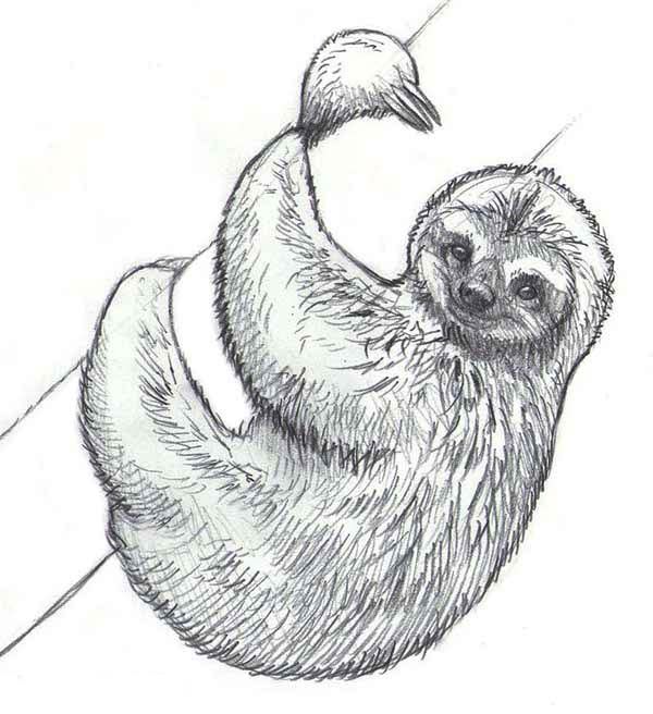 600x656 Realistic Drawing Of Sloth Coloring - Three Toed Sloth Drawing