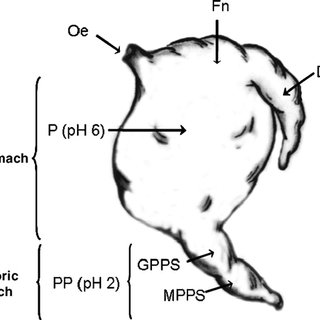 320x320 Schematic Representation Of The Three Toed Sloth Stomach - Three Toed Sloth Drawing