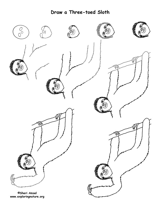 612x792 Sloth - Three Toed Sloth Drawing