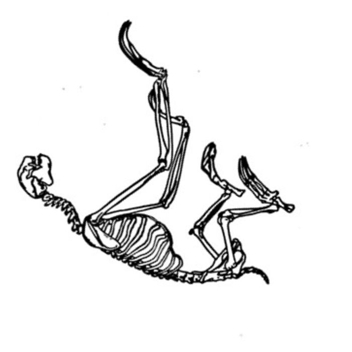 700x700 Three Toed Sloth Captain Catfeesh - Three Toed Sloth Drawing