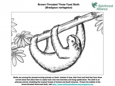 400x301 Three Toed Sloth Coloring - Three Toed Sloth Drawing