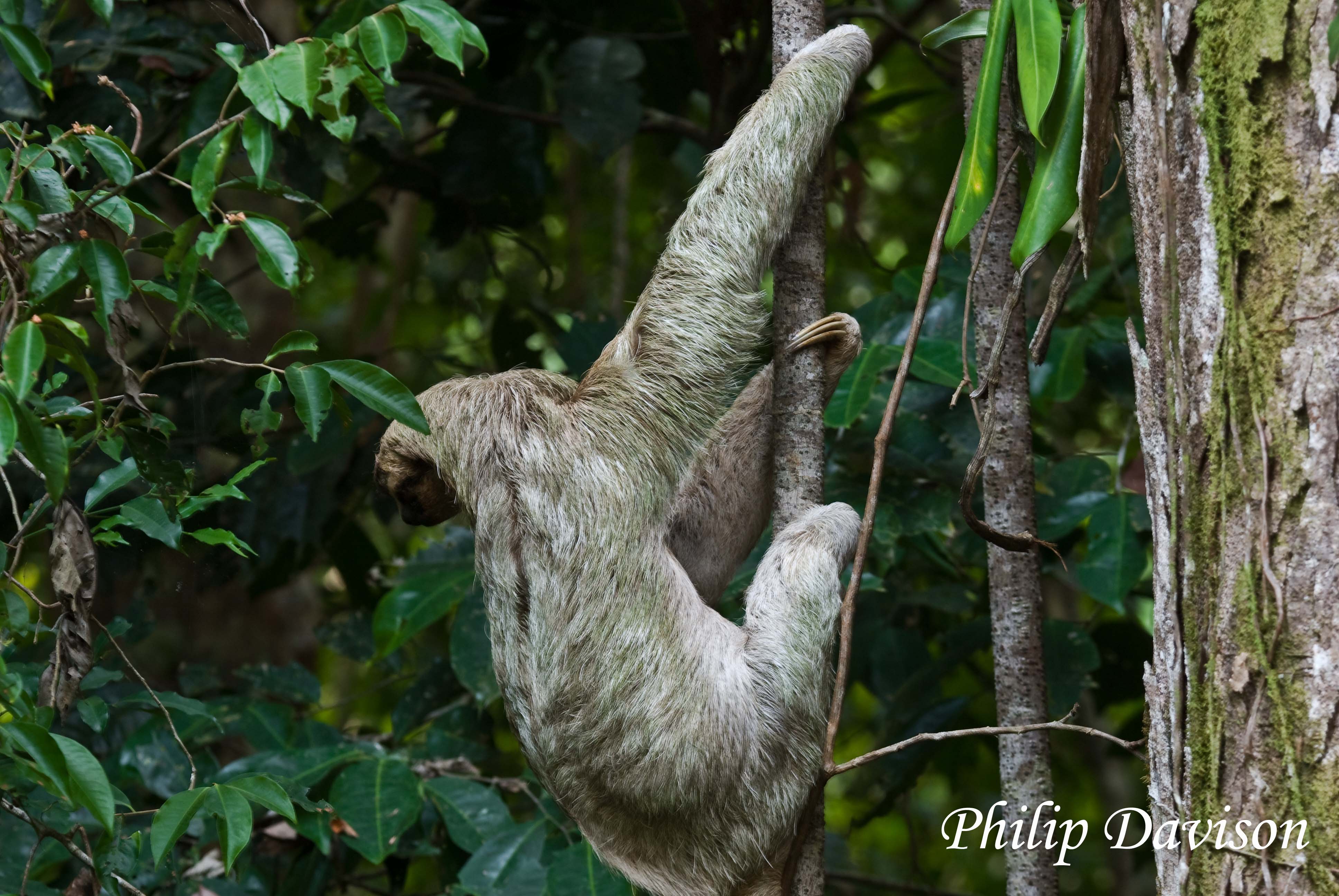 3872x2592 Three Toed Sloth Veridion Adventures - Three Toed Sloth Drawing