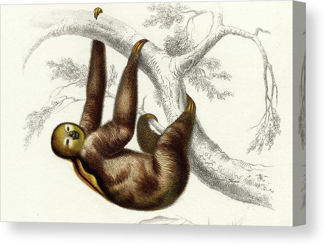 661x500 Three Toed Sloth Canvas Print Canvas Art - Three Toed Sloth Drawing