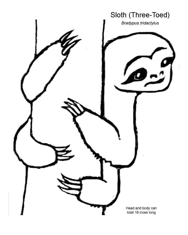634x792 Three Toed Sloth - Three Toed Sloth Drawing