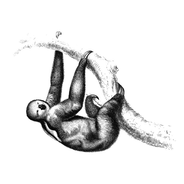 626x626 Vintage Illustrations Of Three Toed Sloth Vector Free Download - Three Toed Sloth Drawing