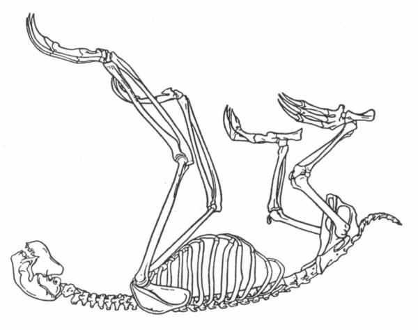 600x474 What Does It Mean To Be A Sloth - Three Toed Sloth Drawing