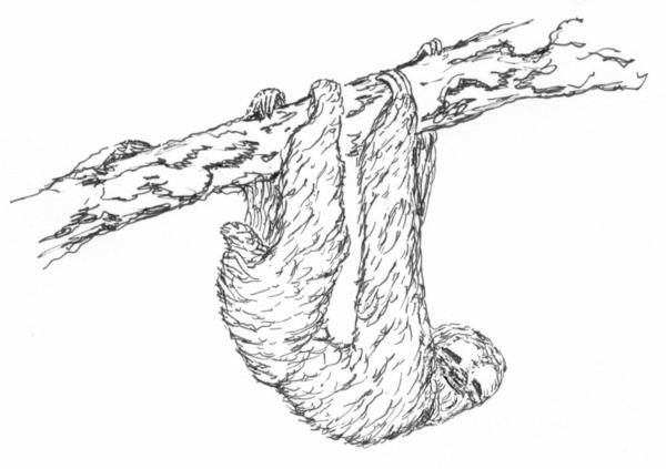 600x423 sloth coloring pages figure the three toed sloth - Three Toed Sloth Drawing