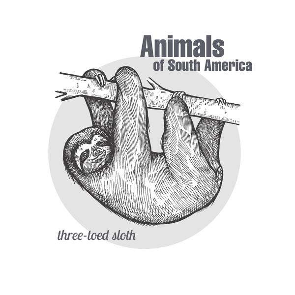 600x600 Tree Toed Sloth Hand Drawing Sketch Vector Free Download - Three Toed Sloth Drawing