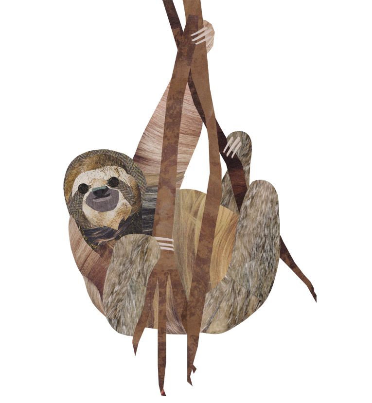 765x829 Collage Sloth Illustration - Three Toed Sloth Drawing