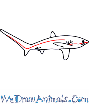 300x350 How To Draw A Thresher Shark - Thresher Shark Drawing