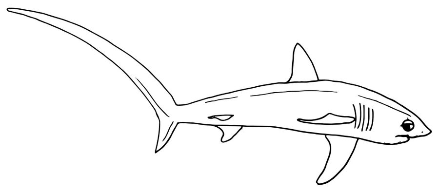 900x398 How To Draw A Thresher Shark - Thresher Shark Drawing