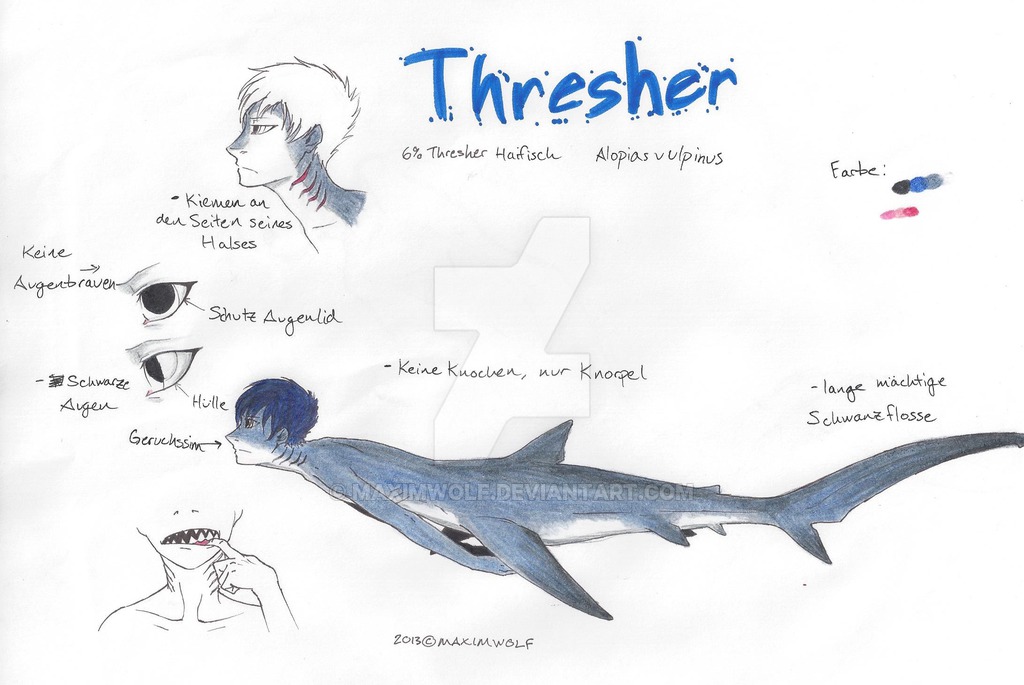 1024x685 Human Thresher Shark Recombinant - Thresher Shark Drawing