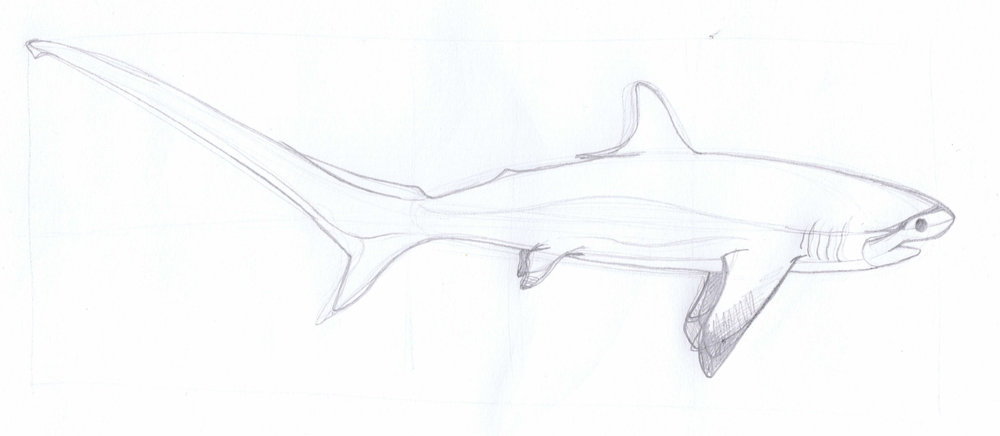 1000x436 the curious wild paint da sharks - Thresher Shark Drawing