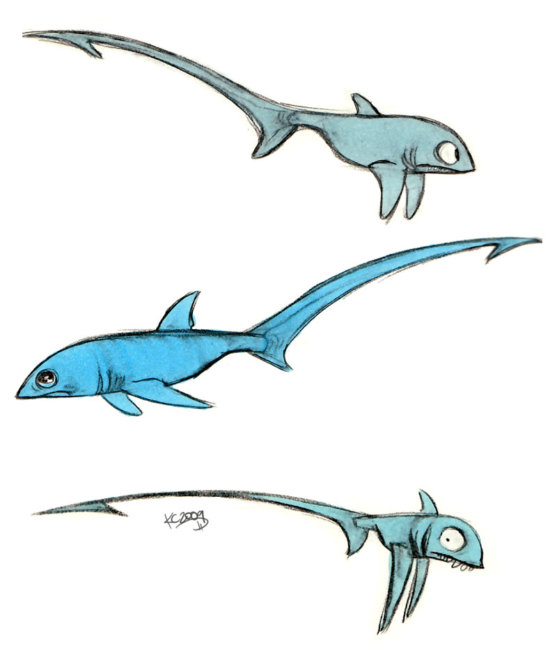 800x947 Thresher Shark Drawings - Thresher Shark Drawing