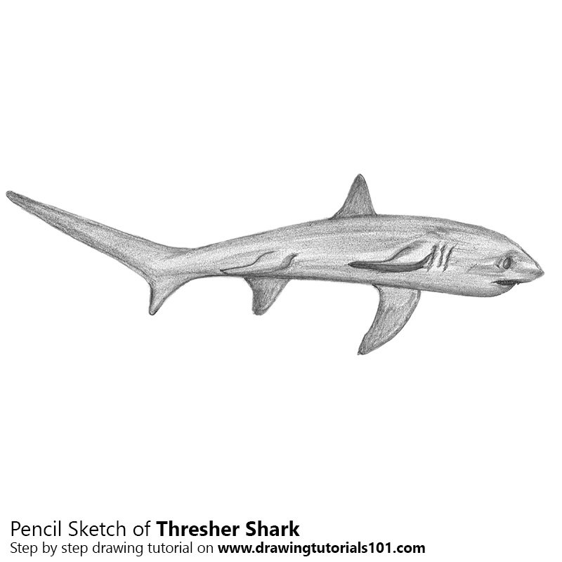 Thresher Shark Drawing at Explore collection of