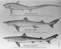 250x202 Thresher Shark Pictures - Thresher Shark Drawing