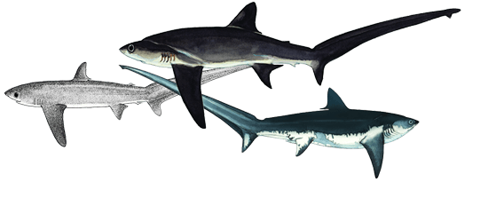 550x249 Which Sharks And Rays Were Listed - Thresher Shark Drawing