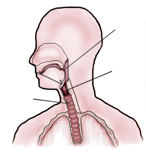 Throat Drawing at Explore collection of Throat Drawing